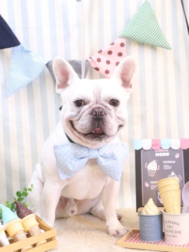 20250521ブーくん